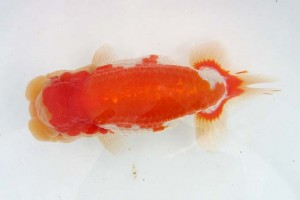 日本らんちう協会　第39回蒲郡錦友会品評大会　東大関　柴田福三　蒲郡