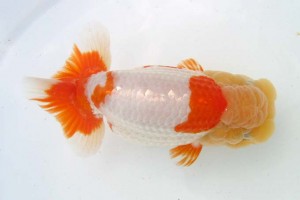 日本らんちう協会　第39回蒲郡錦友会品評大会　西大関　鈴木生三男　蒲郡