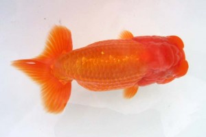 日本らんちう協会　第39回蒲郡錦友会品評大会　立行司　鈴木生三男　蒲郡