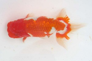 日本らんちう協会　第39回蒲郡錦友会品評大会　取締一　岡田幾三　西尾