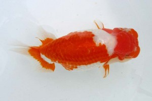 日本らんちう協会　第39回蒲郡錦友会品評大会　東大関　平田十九雄　西尾