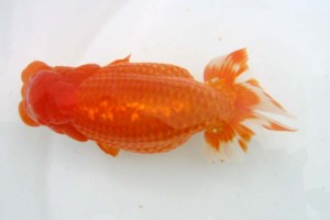 日本らんちう協会　第39回蒲郡錦友会品評大会　西大関　南　信一郎　知多