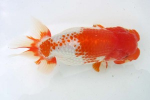 日本らんちう協会　第39回蒲郡錦友会品評大会　立行司　岡田幾三　西尾