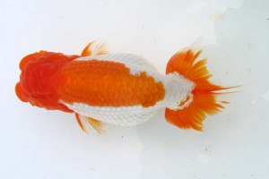 日本らんちう協会　第39回蒲郡錦友会品評大会　取締一　鈴木正吾　豊橋