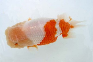 日本らんちう協会　第39回蒲郡錦友会品評大会　取締二　佐原政男　豊川