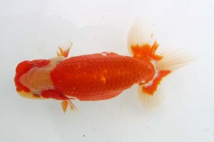 日本らんちう協会　第39回蒲郡錦友会品評大会　東大関　岡田幾三　西尾