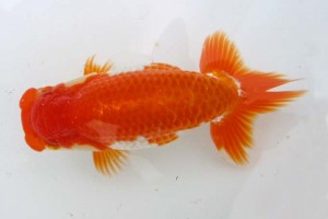 日本らんちう協会　第39回蒲郡錦友会品評大会　西大関　柴田福三　蒲郡