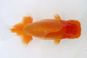 日本らんちう協会　第39回蒲郡錦友会品評大会　立行司　横田利行　田原