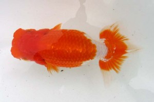 日本らんちう協会　第39回蒲郡錦友会品評大会　取締一　岡田幾三　西尾