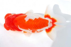 日本らんちう協会　第93回錦蘭会品評大会 東大関　飯島紳一　沼津