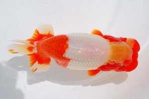 日本らんちう協会　第93回錦蘭会品評大会 西大関　中島富士夫　石川