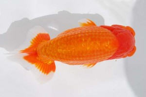 日本らんちう協会　第93回錦蘭会品評大会 立行司　中村朋孝　御坊