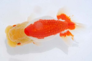 日本らんちう協会　第93回錦蘭会品評大会 東取締　村岡満幸　川西