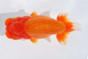 日本らんちう協会　第93回錦蘭会品評大会 西取締　中村朋孝　御坊