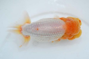 日本らんちう協会　第93回錦蘭会品評大会 東大関　古江輝美　武雄