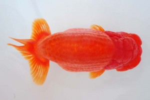 日本らんちう協会　第93回錦蘭会品評大会 西大関　内匠信孝　姫路