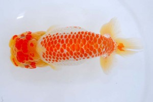 日本らんちう協会　第93回錦蘭会品評大会 立行司　平井　進　堺