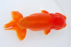 日本らんちう協会　第93回錦蘭会品評大会 東取締　高落幸博　堺