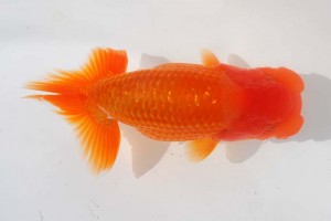 日本らんちう協会　第93回錦蘭会品評大会 東大関　石田　昇　京都