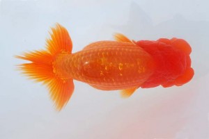 日本らんちう協会　第93回錦蘭会品評大会 西大関　村上竜也　富山