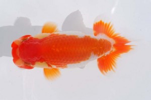 日本らんちう協会　第93回錦蘭会品評大会 立行司　石田　昇　京都