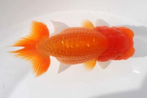 日本らんちう協会　第93回錦蘭会品評大会 東取締　石田　昇　京都