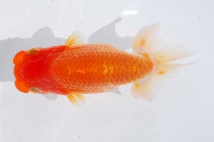 日本らんちう協会　第93回錦蘭会品評大会 西取締　山川一也　摂津