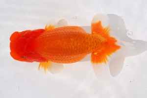 日本らんちう協会　第93回錦蘭会品評大会 東大関　村岡祥行　川西