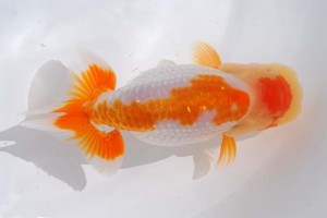 日本らんちう協会　第93回錦蘭会品評大会 西大関　井上松雄　臼杵