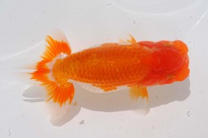 日本らんちう協会　第93回錦蘭会品評大会 東取締　難波康宏　倉敷