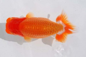 日本らんちう協会　第93回錦蘭会品評大会 西取締　西口武志　羽曳野