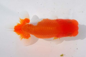 日本らんちう協会　第93回錦蘭会品評大会 東大関　朝岡昌和　守口