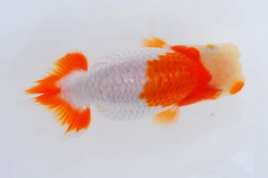 日本らんちう協会　第93回錦蘭会品評大会 西大関　西川　敬　観音寺