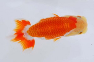 日本らんちう協会　第93回錦蘭会品評大会 立行司　大森時夫　倉敷