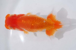 日本らんちう協会　第93回錦蘭会品評大会 東取締　吉田隆志　北九州