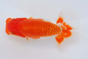 日本らんちう協会　第93回錦蘭会品評大会 西取締　真鍋弘義　三豊