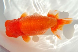 日本らんちう協会　第14回九州・山口日らん会品評大会 東大関　山口英一　下関