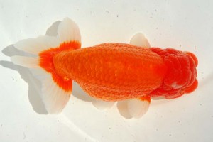 日本らんちう協会　第14回九州・山口日らん会品評大会 西大関　井上松雄　大分Ｂ