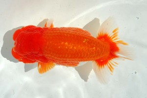 日本らんちう協会　第14回九州・山口日らん会品評大会 立行司　和田浩二　佐賀Ｂ