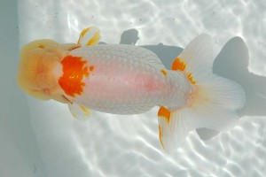 日本らんちう協会　第14回九州・山口日らん会品評大会会 取締一　佐田勝美　下関