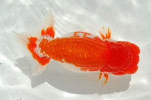 日本らんちう協会　第14回九州・山口日らん会品評大会 取締二　野田直宏　下関