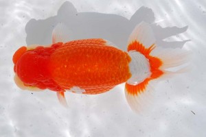 日本らんちう協会　第14回九州・山口日らん会品評大会 西大関　吉田隆志　下関