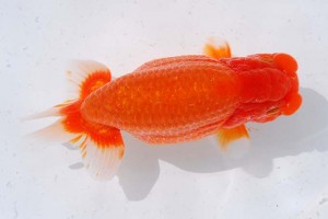 日本らんちう協会　第14回九州・山口日らん会品評大会 取締一　八坂幸二　大分Ｂ