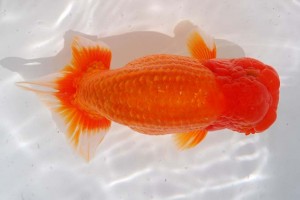 日本らんちう協会　第14回九州・山口日らん会品評大会 取締二　八坂幸二　大分Ｂ