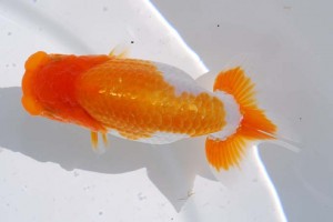 日本らんちう協会　第14回九州・山口日らん会品評大会 西大関　松尾誠二郎　福岡