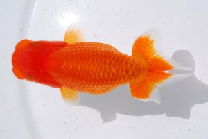 日本らんちう協会　第14回九州・山口日らん会品評大会 取締一　井上松雄　大分Ｂ