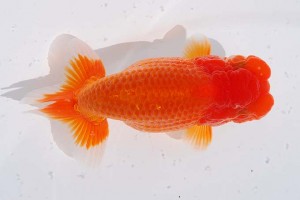 日本らんちう協会　第14回九州・山口日らん会品評大会 取締二　廣野晴視　下関