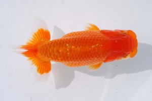 日本らんちう協会　第14回九州・山口日らん会品評大会 東大関　宮川宗治　宮崎