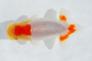 日本らんちう協会　第14回九州・山口日らん会品評大会 取締二　陣内　実　佐賀Ｂ