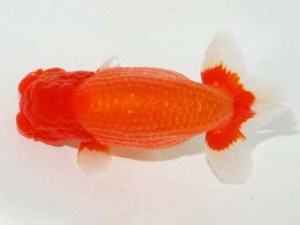 日本らんちう協会　第101回横浜観魚会品評大会　東大関　鈴木貴光　横浜